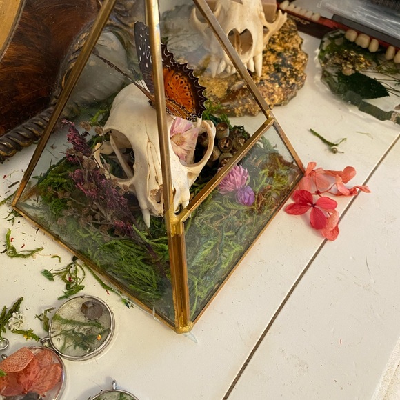 🐈⬛ 🦋 ☠️ in Triangular Terrarium - Picture 4 of 6